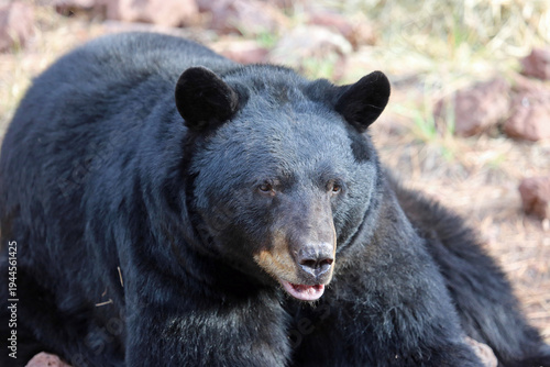 Black bear portrait - Bearizona Wildlife Park, Williams, Arizona