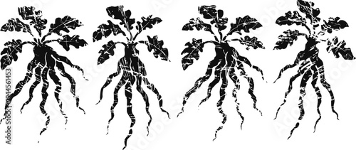 Illustration of four beetroot plants with roots and leafy tops in black and white
