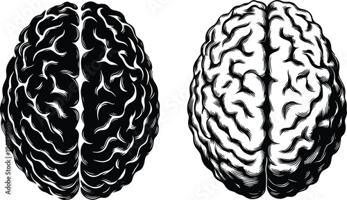 Human brain hemisphere vector illustration, neuroscience artwork, psychology design element, left and right brain concept, analytical and creative thinking symbol.