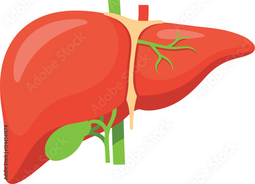 Human liver anatomy vector illustration showing lobes, gallbladder, bile ducts, hepatic artery, portal vein, medical educational biology diagram artwork
