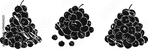 blackcurrant fruit cluster illustrations fresh summer berries bunches with leaves hand drawn garden harvest