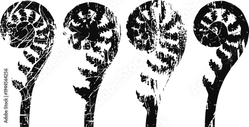 black fern fiddlehead silhouettes set four curled young fern fronds with texture nature plant elements in growth stages