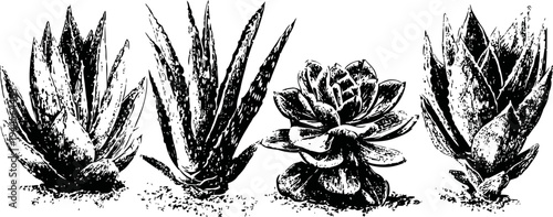 black and white ink drawing of four different succulent plants in a row minimalist cactus and aloe leaf art design