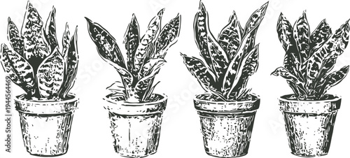 hand drawn snake plants in pots set of four houseplants with textured leaves in rustic containers botanical indoor greenery illustration