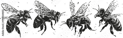 Four bees flying in different poses insect wings, honey bee close up, detailed textured illustration of pollinators