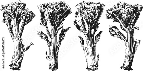 four black and white broccoli illustrations hand drawn broccoli vegetable sketches isolated on white background