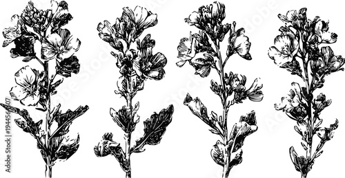 Black and white botanical illustration of four flowering plant stems with detailed leaves and blossoms