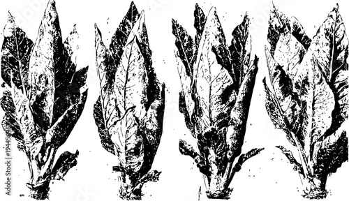 vintage botanical illustration of four distinct leaf clusters with detailed vein patterns