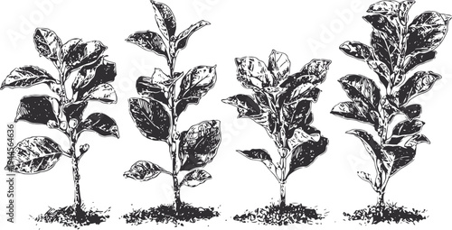 four detailed black and white coffee plant illustrations showing different growth stages with leaves and soil