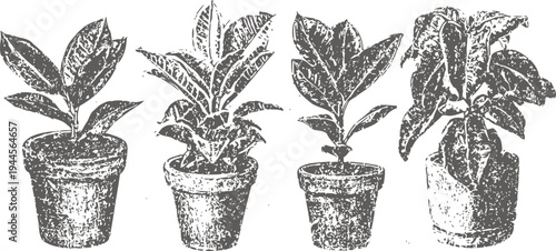 Four potted green plants with detailed leaves in rustic containers, botanical home decor illustration