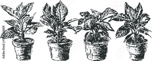 Black and white hand drawn potted plants set with four different leafy indoor plants in small containers