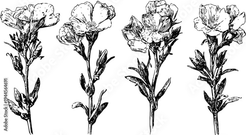 black and white vintage botanical illustration of four blooming flower branches with leaves