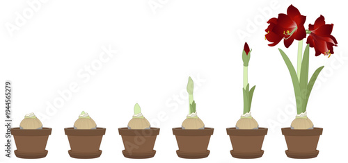 Vector illustration. Amaryllis growth stages. Hippeastrum in a pot. Bulb, sprout and amaryllis flower. Red flower in a pot. Elegant spring illustration.