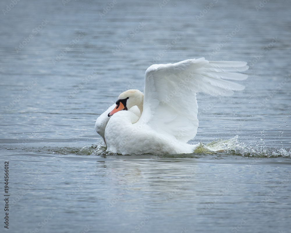 Obraz premium Elegant Mute Swan swimming on pond and flapping its wings.