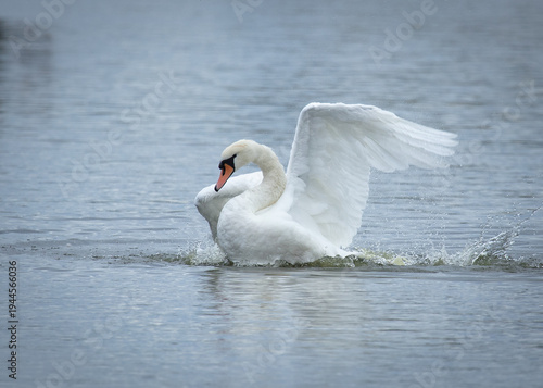 Elegant Mute Swan swimming on pond and flapping its wings.