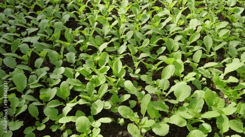 Organic radish growing in soil, close up. Gardening background with plants, harvest in orchard, cultivation in greenhouse.
