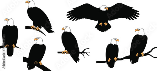 Bald eagle vector illustration set isolated on white background, American eagle perched and flying collection, wildlife bird of prey mascot style