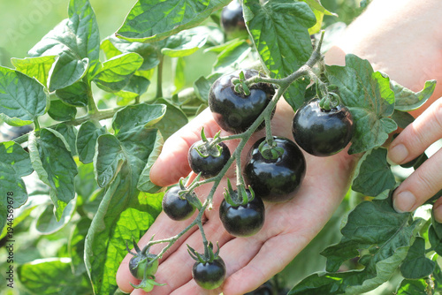 Farmer Harvesting Black Cherry Tomatoes on a Vine
