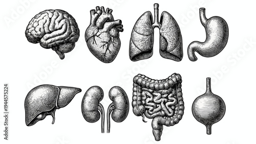 Anatomy of human organs, illustrated in vintage engraving style