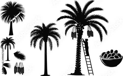 Black and white of palm trees with a person harvesting coconuts and a bowl of coconuts