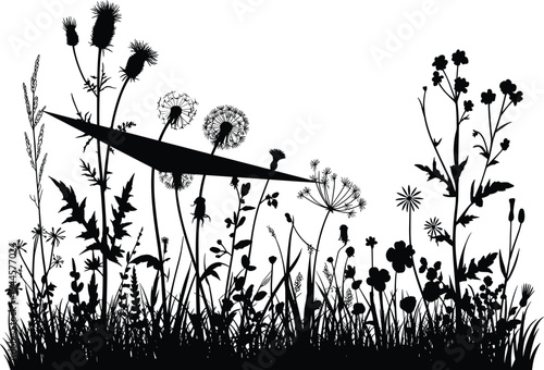 Black and white silhouette of various wildflowers and plants with a horizontal line cutting through them