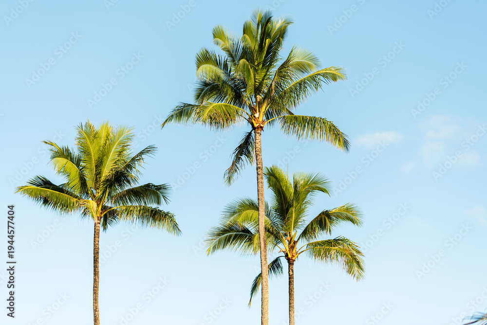 Obraz premium Low-angle view of vibrant green palm tree fronds reaching toward a bright, partially cloudy blue sky in the tropical environment of Kauai.