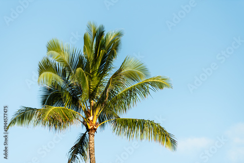 Tableau sur toile Low-angle view of vibrant green palm tree fronds reaching toward a bright, partially cloudy blue sky in the tropical environment of Kauai