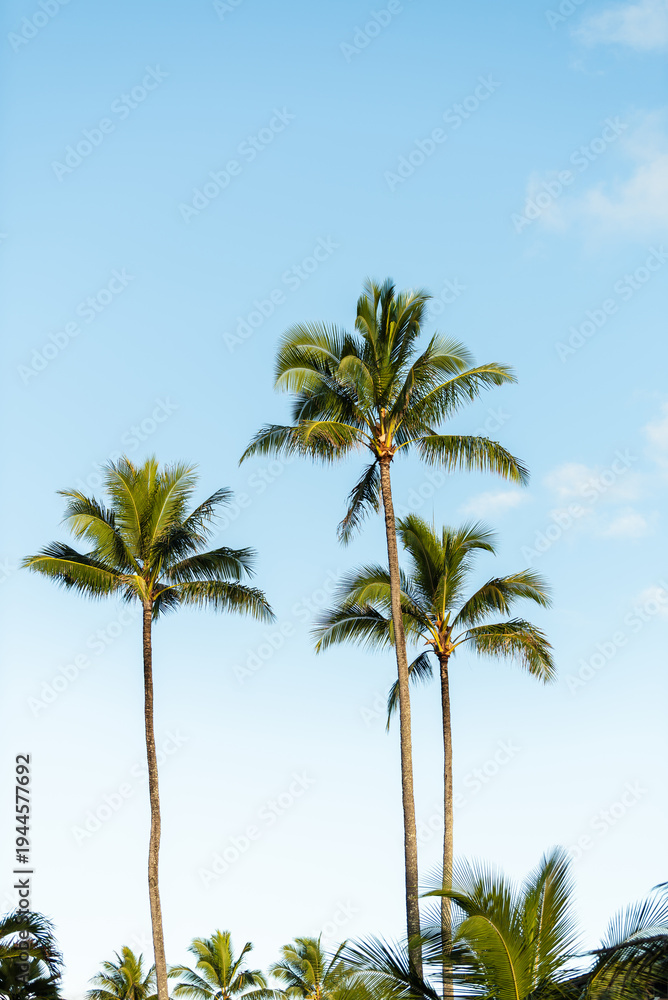 Fototapeta premium Low-angle view of vibrant green palm tree fronds reaching toward a bright, partially cloudy blue sky in the tropical environment of Kauai.