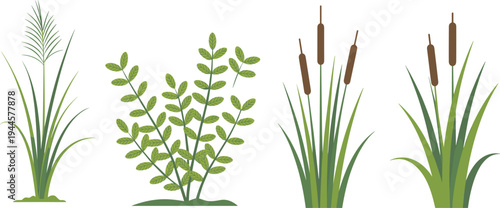 Four Different Types of Green Plants with Distinct Leaves and Stems Growing in a Row nature