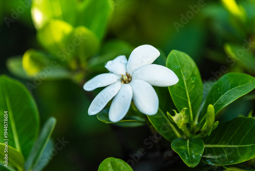 A close-up shot of a delicate, six-petaled white flower (Tiare or Gardenia).