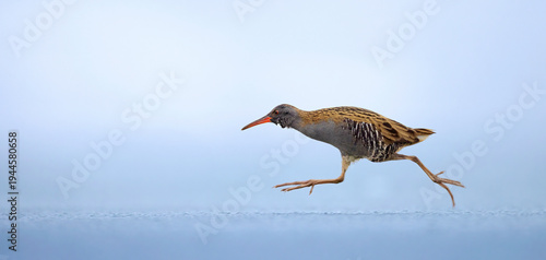 Water Rail Rallus aquaticus funny running on the ice and on the frozen surface of the lake, amazing rare photo.