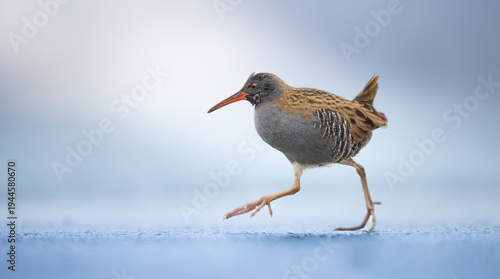Water Rail Rallus aquaticus funny running on the ice and on the frozen surface of the lake, amazing rare photo.
