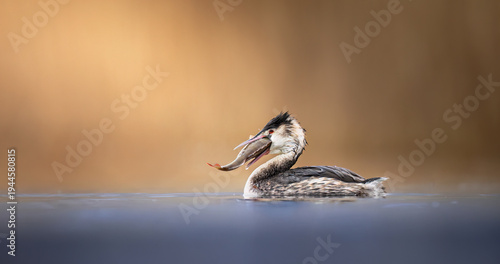 Podiceps cristatus with a giant fish catch.