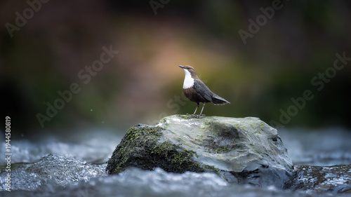 The white throated dipper Cinclus cinclus sitting on a hunts for food in the water in the river.