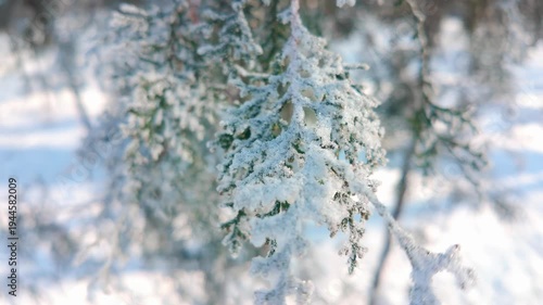 Close-up of thuja tree branch covered in white hoarfrost sways in wind on sunny winter day. Natural winter scene on frosty arborvitae conifer with hoar frost. 