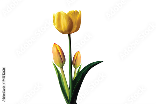 Yellow Tulip with Buds on White Background