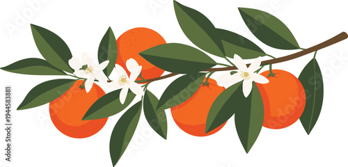 Orange fruit branch with green leaves and white blossoms vector illustration representing fresh citrus harvest and natural organic food concept