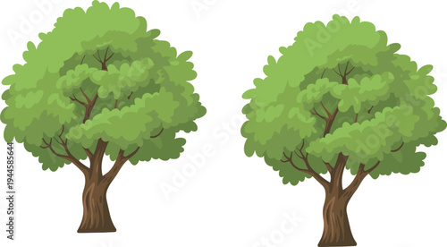 Two Large Green Leafy Trees with Brown Trunks on White Background leaves