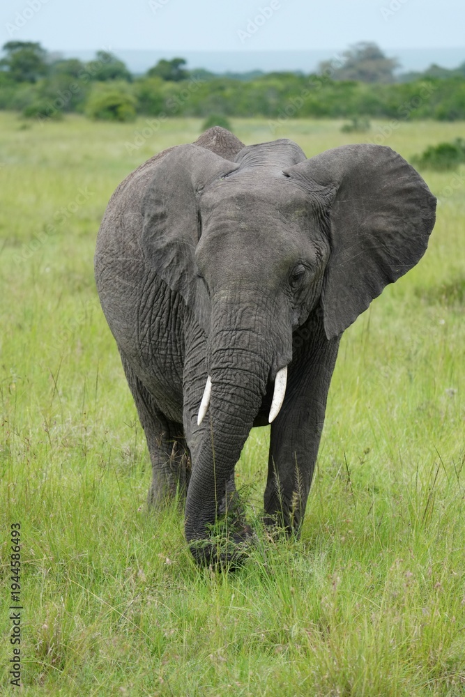 Fototapeta premium éléphant qui marche (vertical)