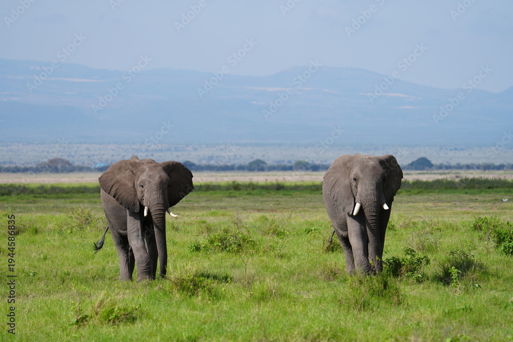 Fototapeta premium deux éléphants vue de face