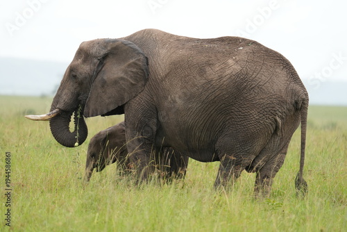 maman éléphant qui boit vue coté