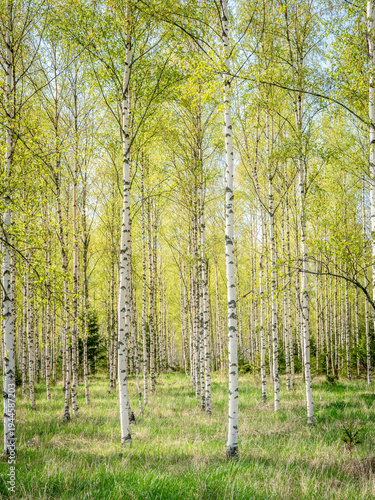 
Forest birch landscape in spring