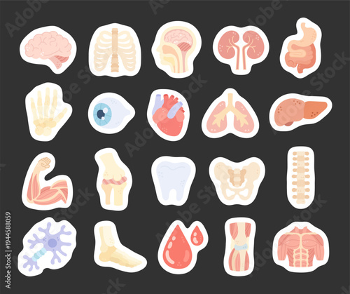 Human anatomy set in scandinavian style featuring educational medical organs skeletal muscular nervous systems for healthcare biology science classroom reference material