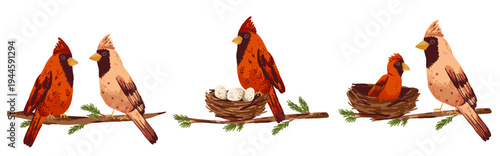 Cardinal bird family with nest, eggs and baby. Parents building twig and straw house