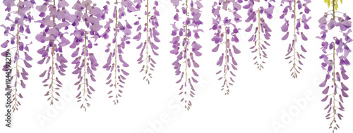 Beautiful wisteria flowers hanging delicately on a white background