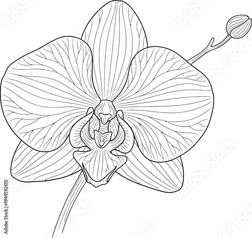 Black and white outline illustration of a beautiful orchid flower blooming