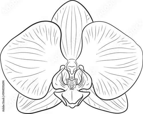 Simple black and white illustration of an orchid flower on white background