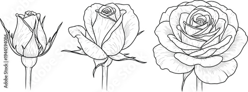 Three stages of a rose blooming beautifully in black and white