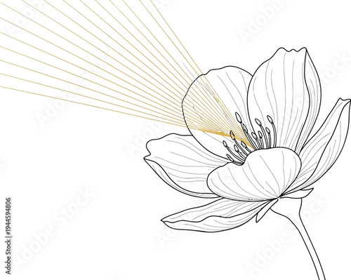 Beautiful black and white flower illustration with elegant golden accents
