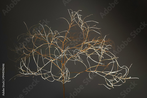 A single tumbleweed against dark background turns in art sculpture. Light & shadows produce patterns on this tumbleweed. Branches are thin & narrow. Designs are intricate,. Connections are complicated